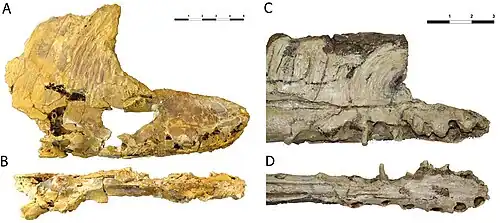 Museau de Iberodactylus comparé à celui de Hamipterus.