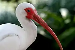 Chez cet Ibis blanc d'un zoo de Floride, on voit clairement la face cramoisie de l'adulte reproducteur.