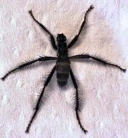 Icaridion nasutum, un Coelopidae