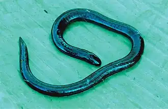 Description de l'image Ichthyophis-mindanaoensis-has-been-collected-in-Mt.jpg.