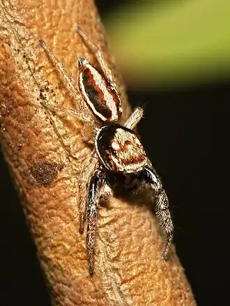 Description de cette image, également commentée ci-après