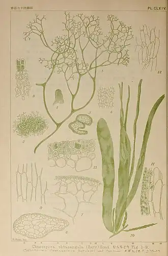 Description de l'image Icones of Japanese algae (9935882073).jpg.