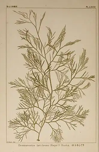 Description de l'image Icones of Japanese algae (Pl. LXXIV) (6050470298).jpg.