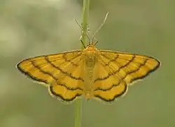 Idaea aureolaria