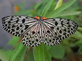 Description de l'image Idea malabarica ad sec.jpg.