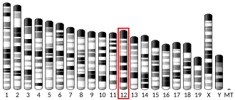 Chromosome 12 (souris)