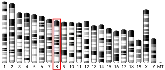 Chromosome 8 (souris)