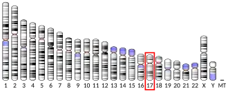 Chromosome 17 humain