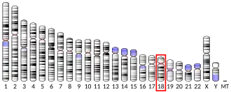 Chromosome 18 humain