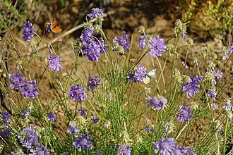 Scabieuses à trois étamines.
