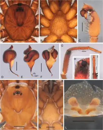 Description de l'image Idiops camelus (10.5852-ejt.2021.780.1581) Figure 11.png.