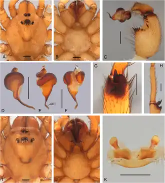 Description de l'image Idiops clarus (10.5852-ejt.2021.780.1581) Figure 15.png.