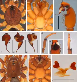 Description de l'image Idiops duocordibus (10.5852-ejt.2021.780.1581) Figure 17.png.