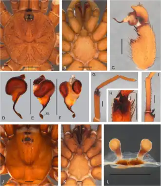 Description de l'image Idiops fuscus (10.5852-ejt.2021.780.1581) Figure 7.png.