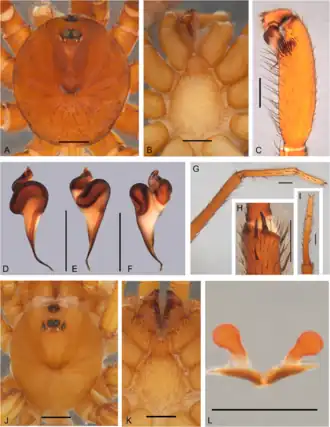 Description de l'image Idiops germaini (10.5852-ejt.2021.780.1581) Figure 18.png.