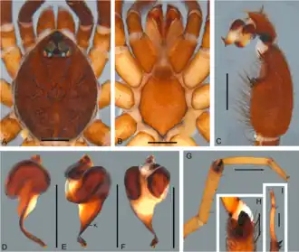 Description de l'image Idiops mocambo (10.5852-ejt.2021.780.1581) Figure 23.png.
