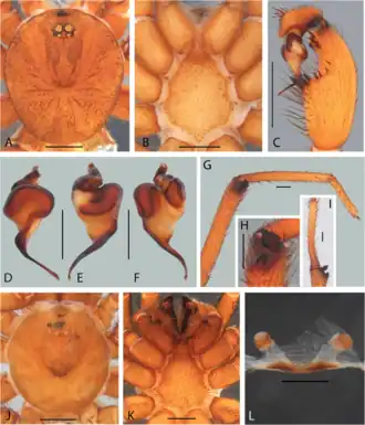 Description de l'image Idiops nilopolensis (10.5852-ejt.2021.780.1581) Figure 24.png.