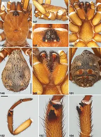 Description de l'image Idiosoma formosum (10.3897-zookeys.756.24397) Figures 145–154.jpg.