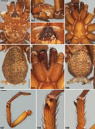 Description de l'image Idiosoma gutharuka (10.3897-zookeys.756.24397) Figures 180–189.jpg.