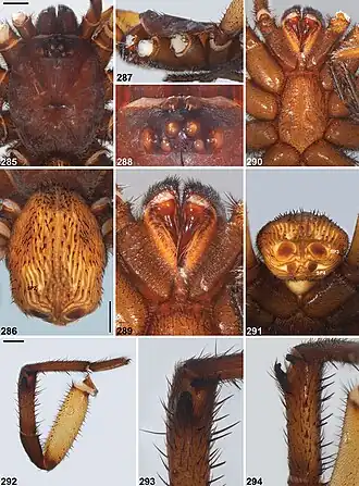 Description de l'image Idiosoma mcclementsorum (10.3897-zookeys.756.24397) Figures 285–294.jpg.