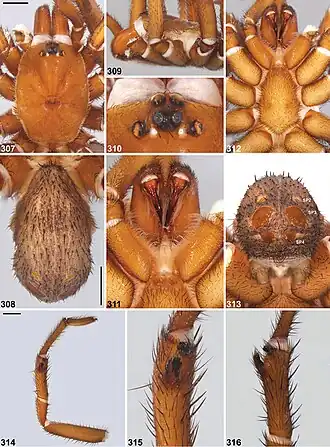 Description de l'image Idiosoma mcnamarai (10.3897-zookeys.756.24397) Figures 307–316.jpg.