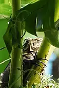 Iguana delicatissima, espèce d'iguane endémique des Petites Antilles.