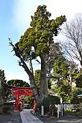 薬師の白榊