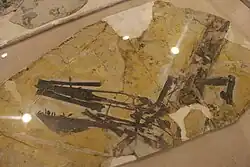 Holotype spécimen de Ikrandraco.