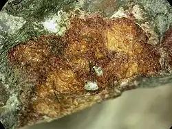 Image illustrative de l’article Ikranite