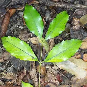 Description de l'image Ilawarra Socketwood - leaves on stalk.jpg.