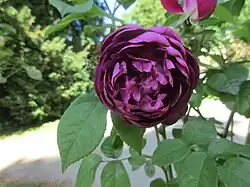 Rosa gallica 'Cardinal de Richelieu' 1840.