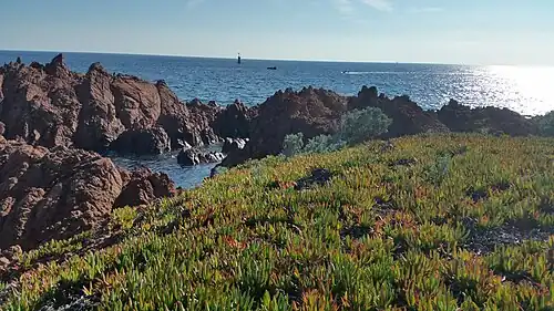 Vue depuis le sud de l'île vers le large et la tourelle Cardinale Sud dite de la Chrétienne. Au premier plan, des Griffes de sorcière très nombreuses sur l'île.