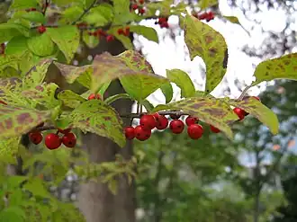 Description de l'image Ilex serrata2.jpg.