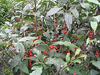 Description de cette image, également commentée ci-après