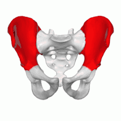 Ilium représenté en rouge