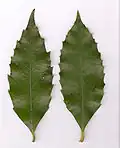 Feuille de Illawarra socketwood (gauche), sassafras commun (droite)