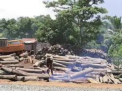 Des troncs d'arbres empilés devant un fond de forêt, avec des ouvriers qui les coupent