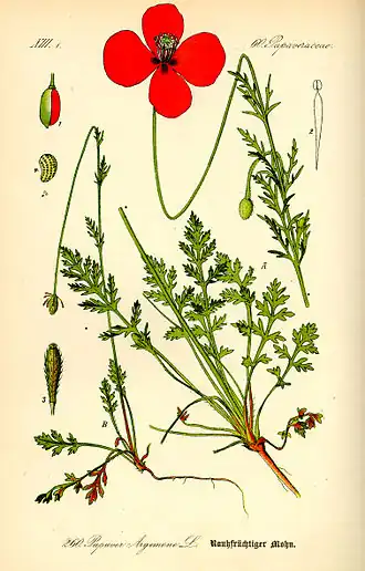 Papaver argemone.