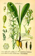 Illustration de Platanthera chlorantha.
