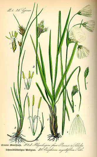 Description de l'image Illustration Rhynchospora fusca0.jpg.