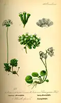 Planche de Flora von Deutschland, Österreich und der Schweiz (1885).