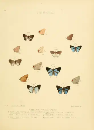 Description de l'image Illustrations Diurnal Lepidoptera 2 - Plate 75.png.