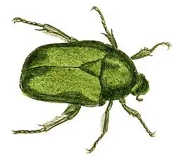 Grande cétoine dorée (Protaetia speciosissima&nbsp;(es))