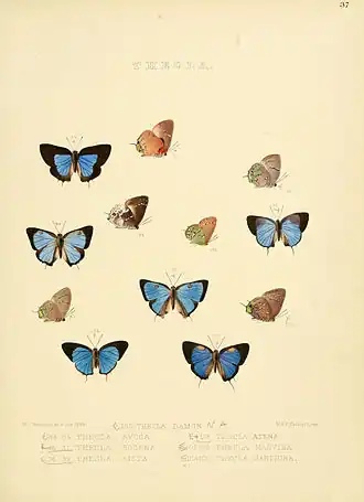 Description de l'image Illustrations of diurnal Lepidoptera 37.jpg.