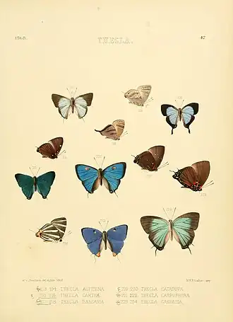 Description de l'image Illustrations of diurnal Lepidoptera 47.jpg.