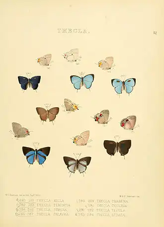 Description de l'image Illustrations of diurnal Lepidoptera 52.jpg.