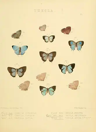 Description de l'image Illustrations of diurnal Lepidoptera 65.jpg.