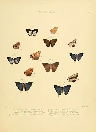 Description de l'image Illustrations of diurnal Lepidoptera 73.jpg.