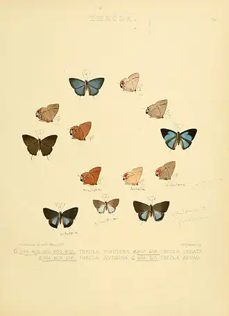 Description de l'image Illustrations of diurnal Lepidoptera 76.jpg.
