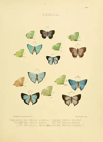 Description de l'image Illustrations of diurnal Lepidoptera 80.jpg.